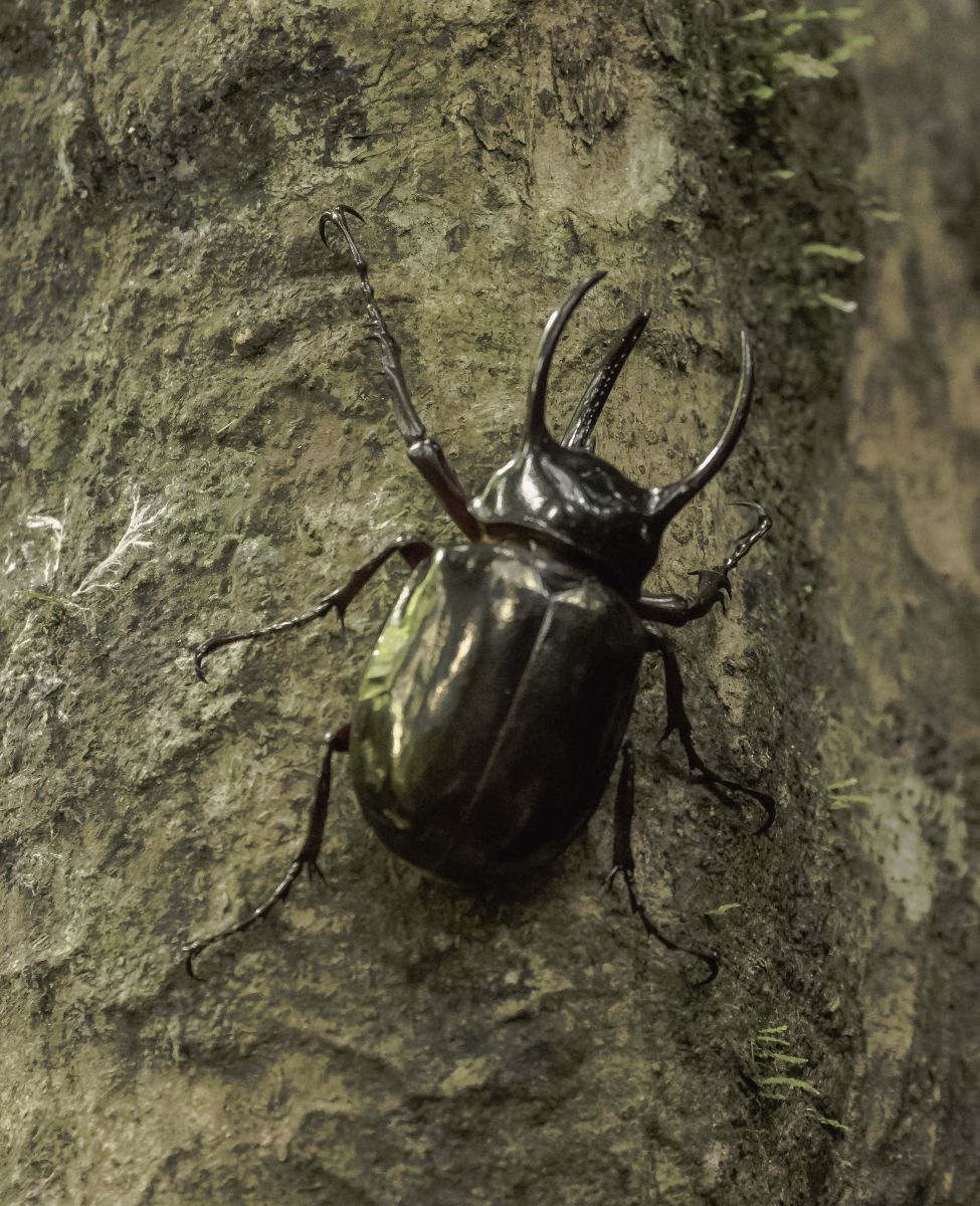 The Search for Rare and Wonderful Wildlife in North Sulawesi 