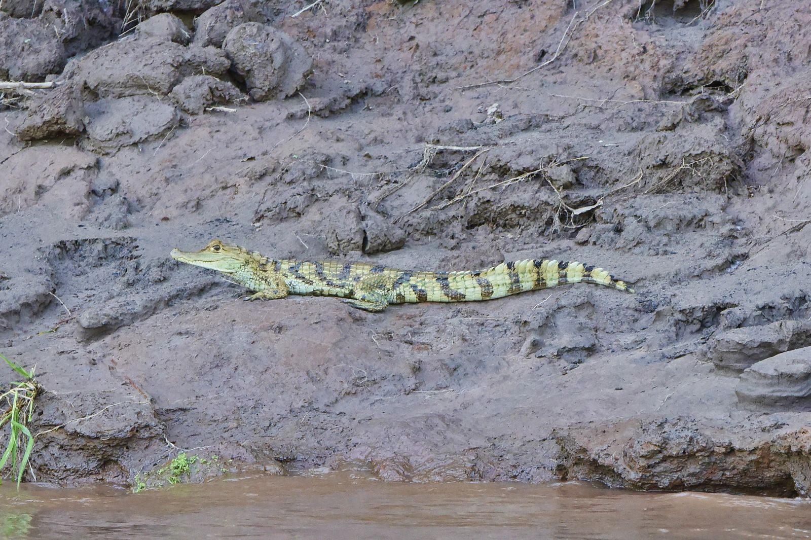 River Life: Adventures in the Peruvian Amazon