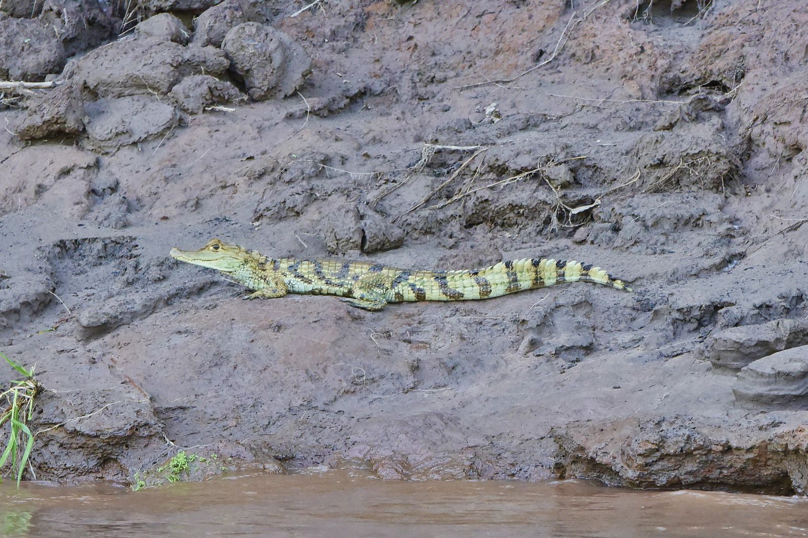 River Life: Adventures in the Peruvian Amazon