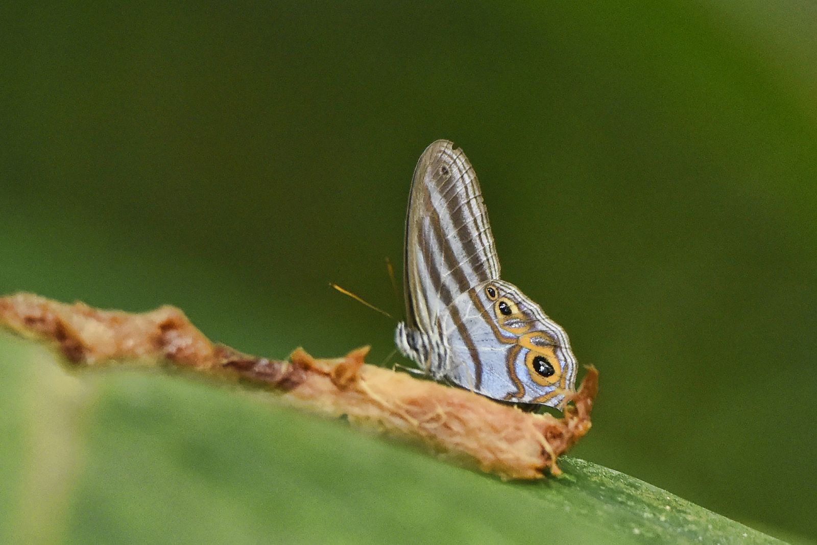 River Life: Adventures in the Peruvian Amazon