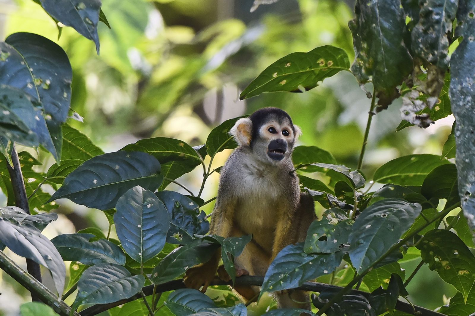 River Life: Adventures in the Peruvian Amazon