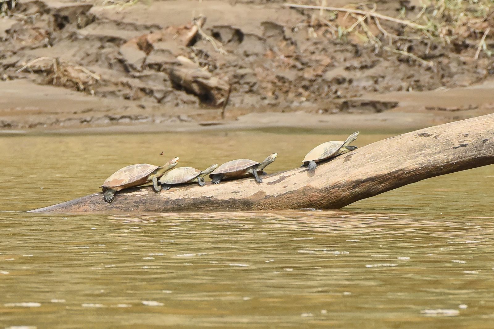 River Life: Adventures in the Peruvian Amazon