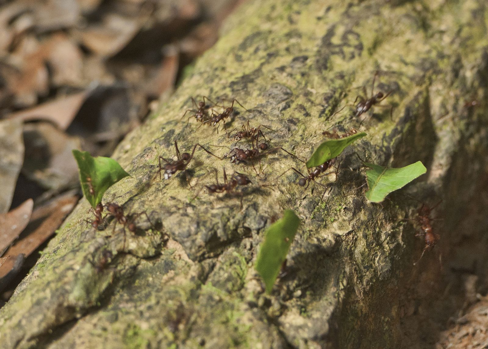 River Life: Adventures in the Peruvian Amazon