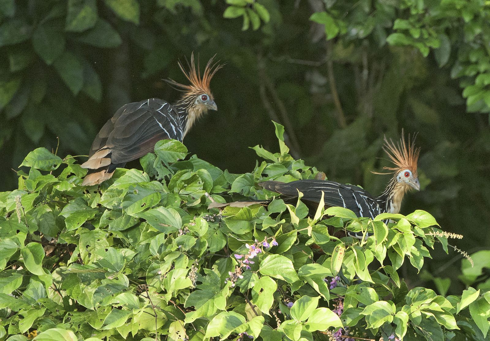 River Life: Adventures in the Peruvian Amazon