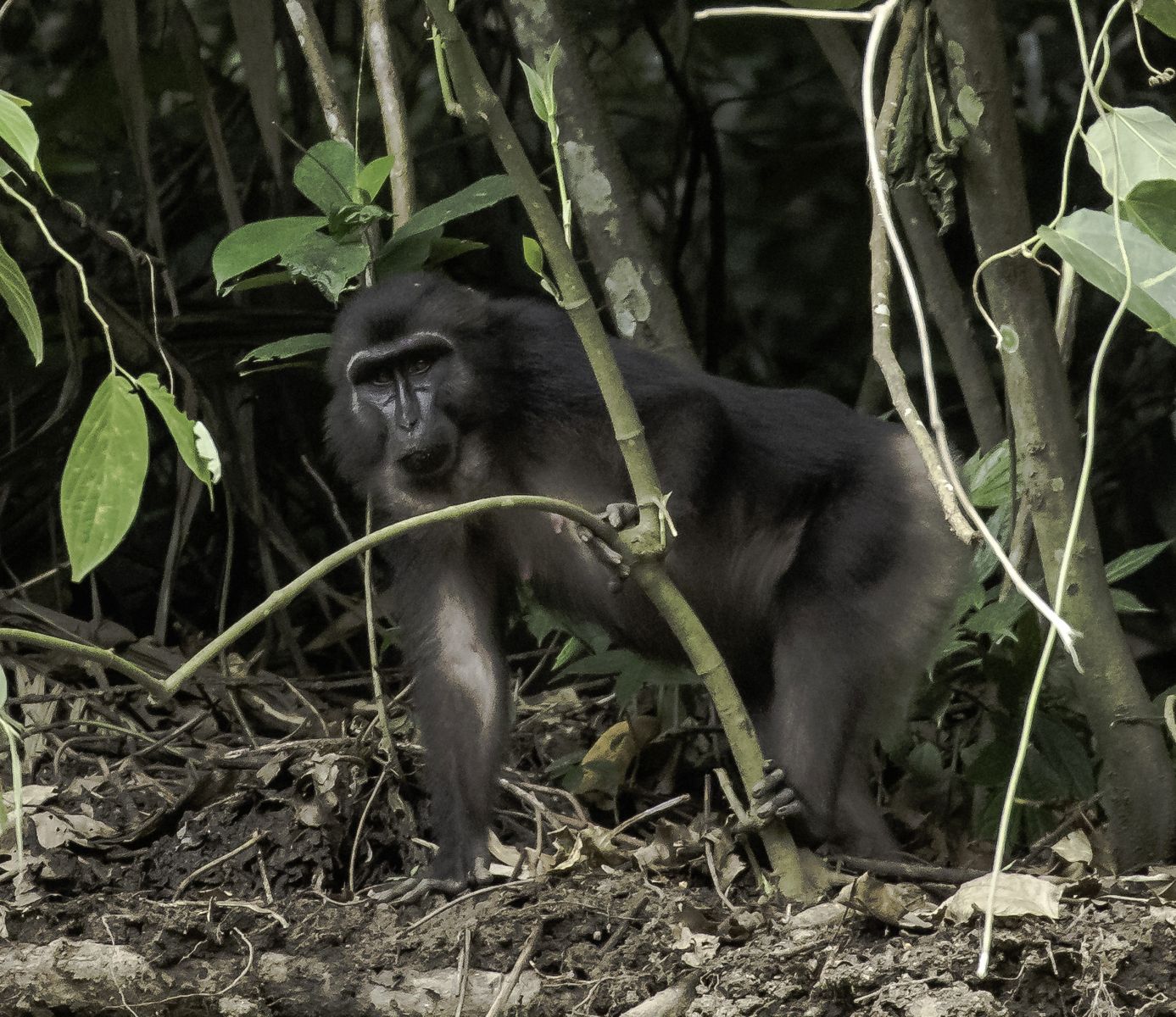 Searching for more endemic plants and wildlife of Central Sulawesi