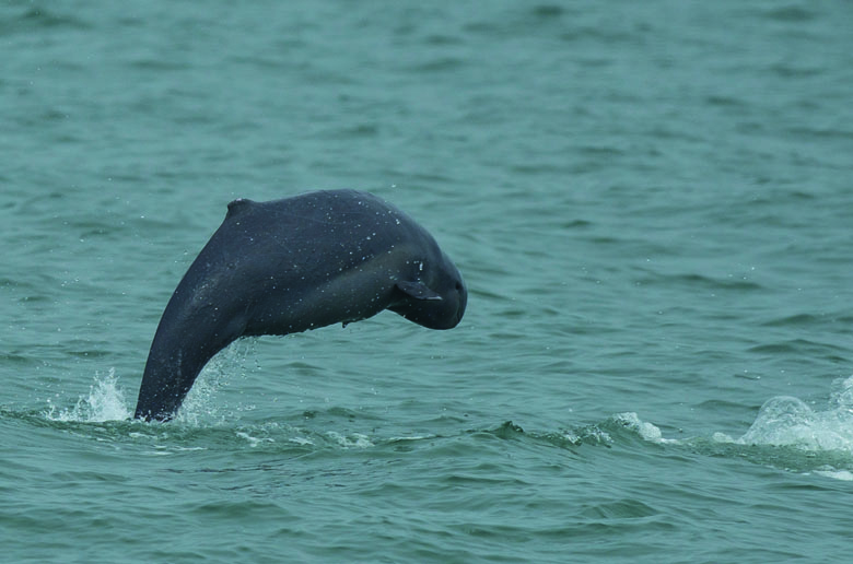 Whale Watching in the Gulf of Thailand 