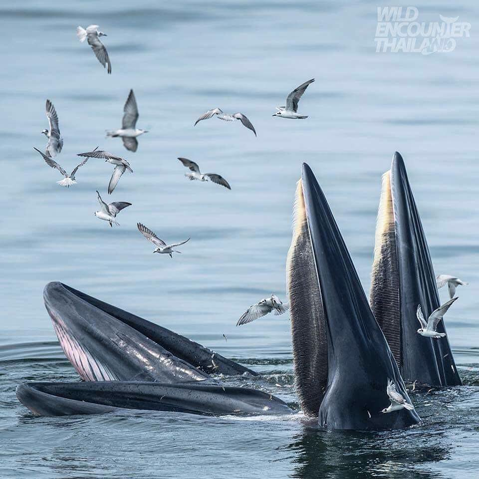 Whale Watching in the Gulf of Thailand 