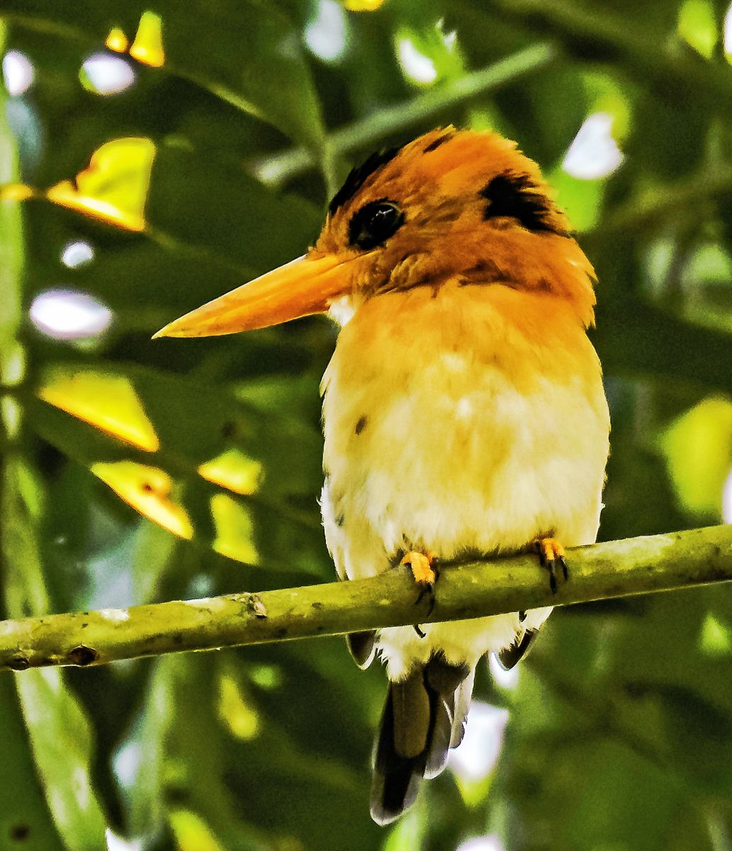 Yellow-billed Kingfisher