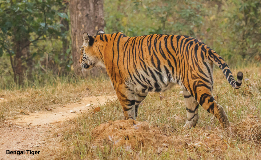 Kanha National Park