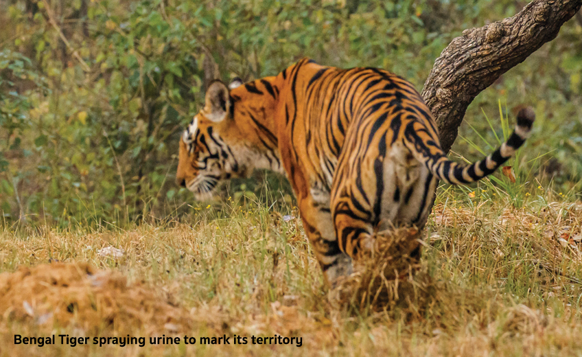 Kanha National Park