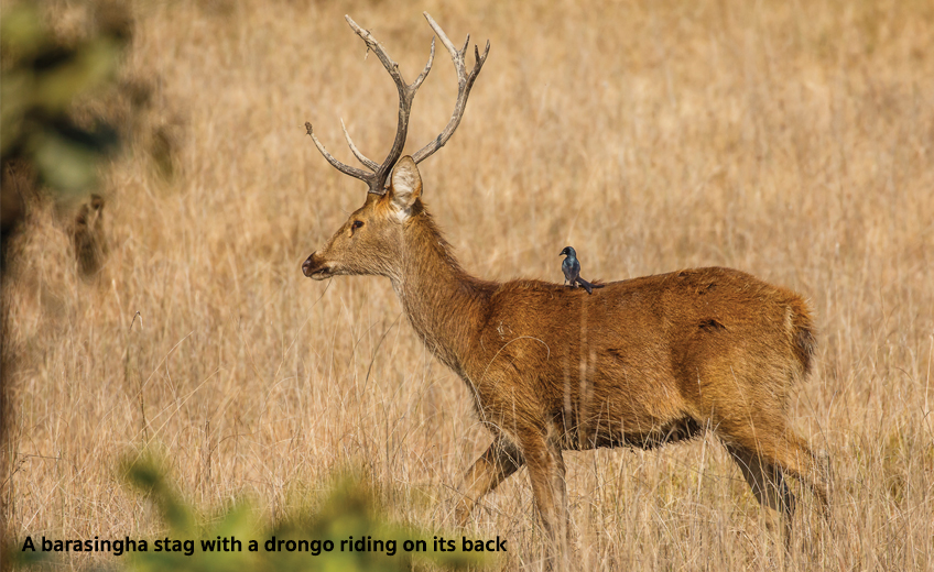 Kanha National Park