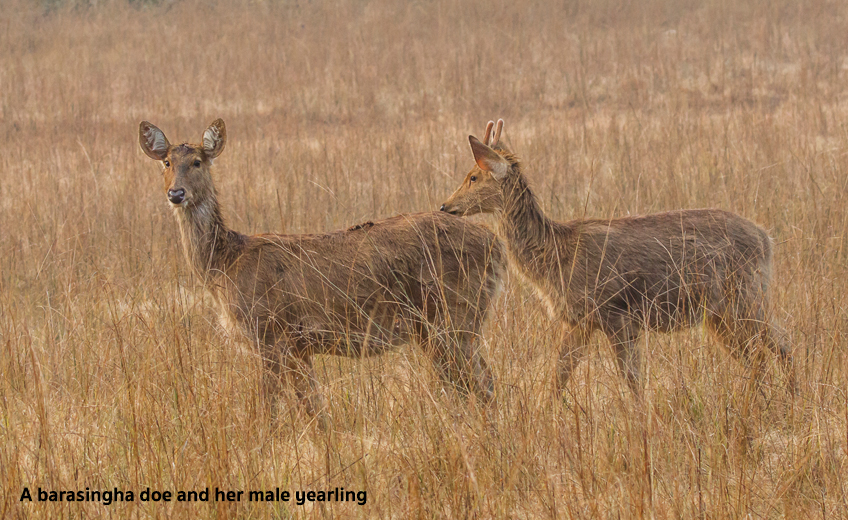 Kanha National Park