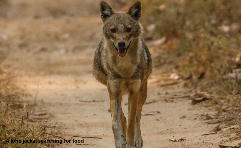 Kanha National Park