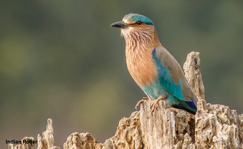 Kanha National Park