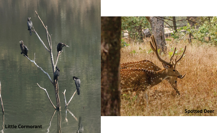 Kanha National Park