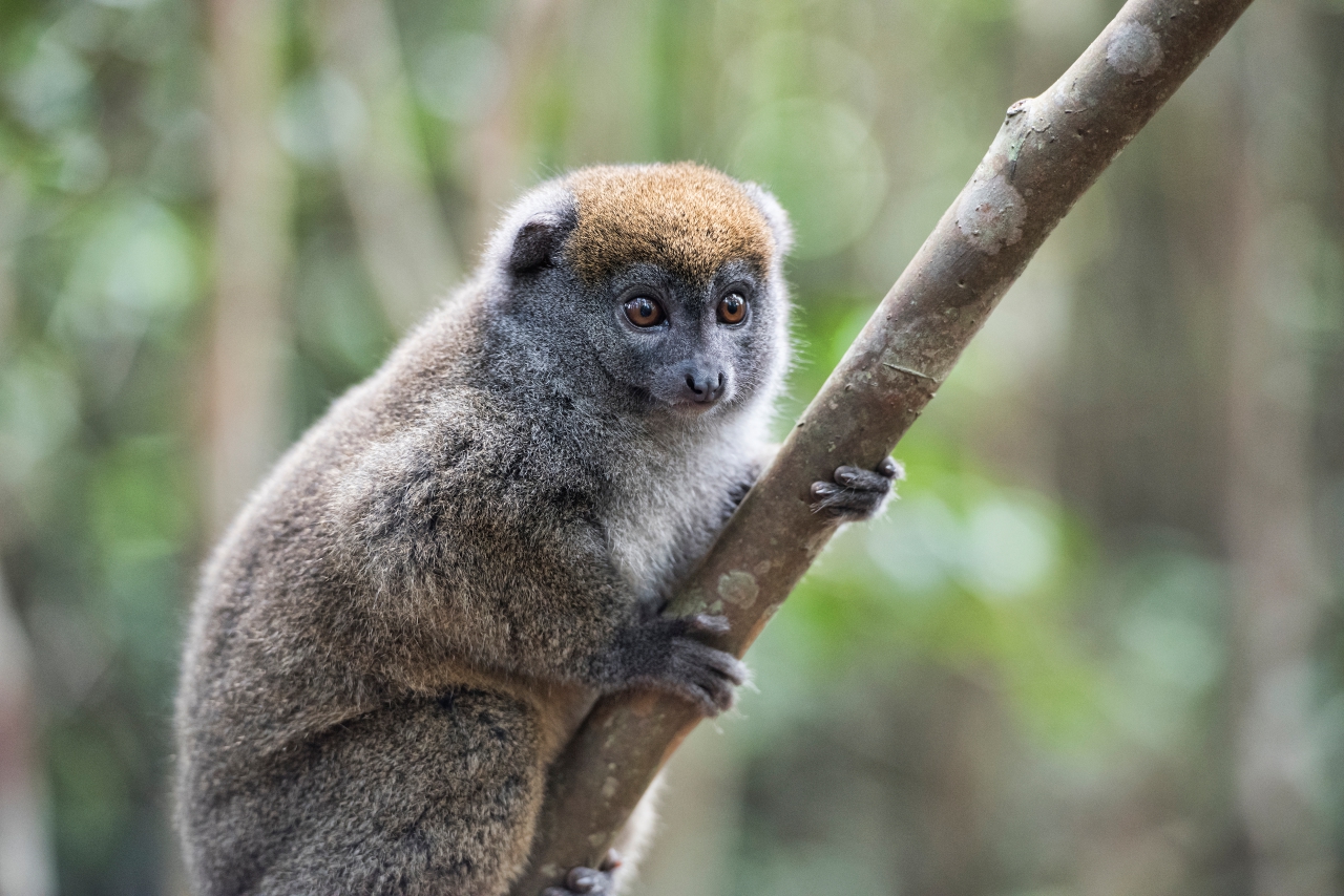 NAVIGATING MADAGASCAR