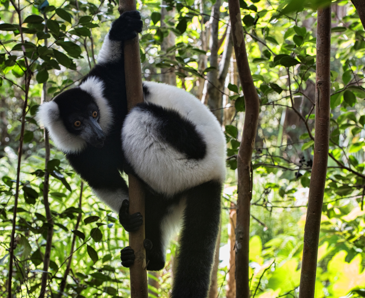 NAVIGATING MADAGASCAR