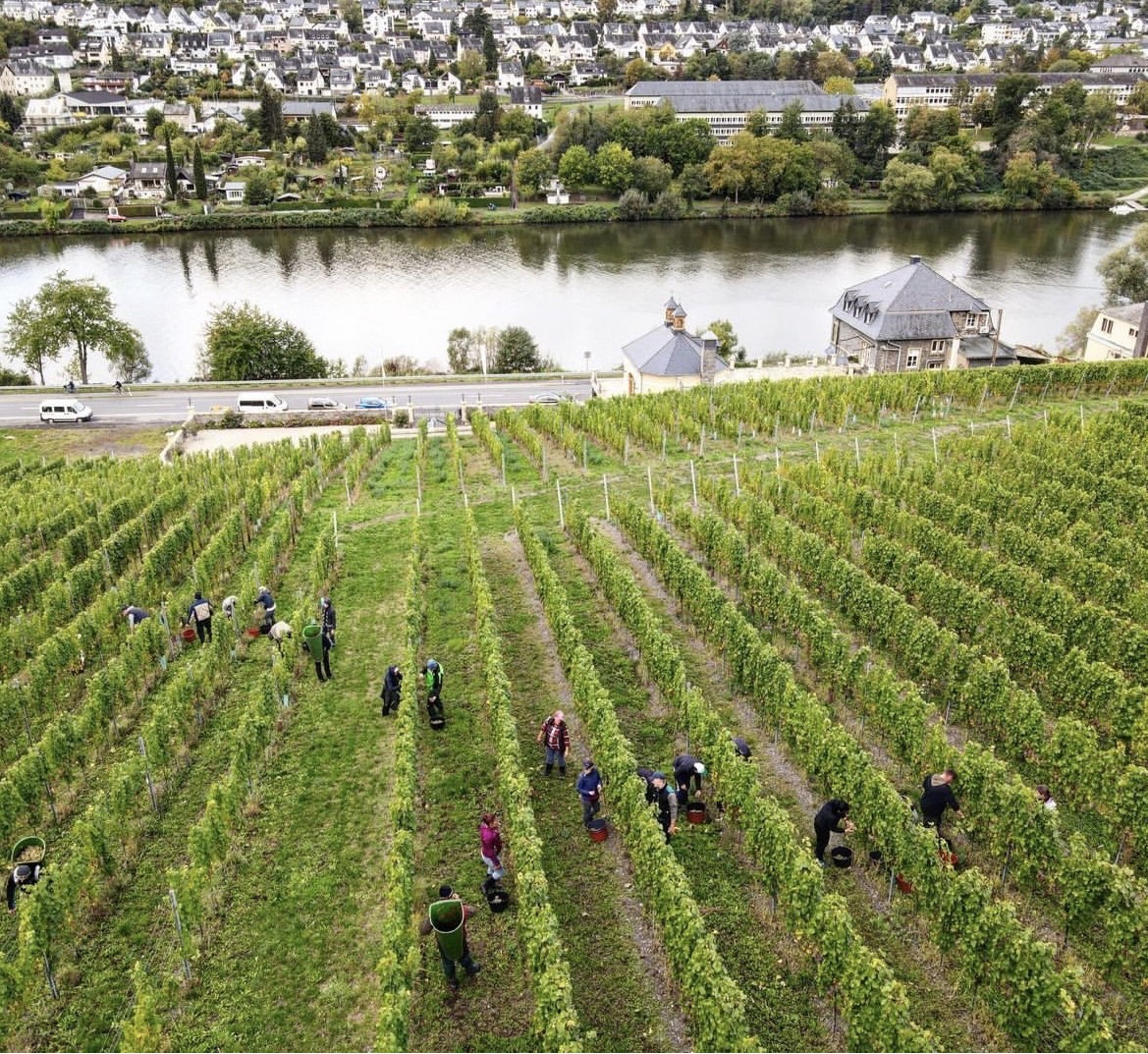 Revival of German Riesling Wine